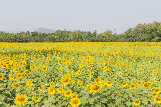 sunflower field and tree in thailand