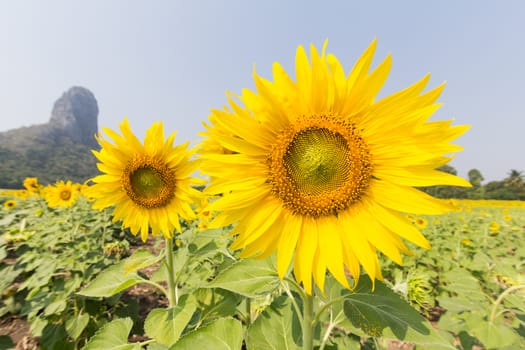 sunflower plant