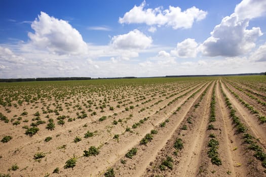  an agricultural field on which grow up potatoes