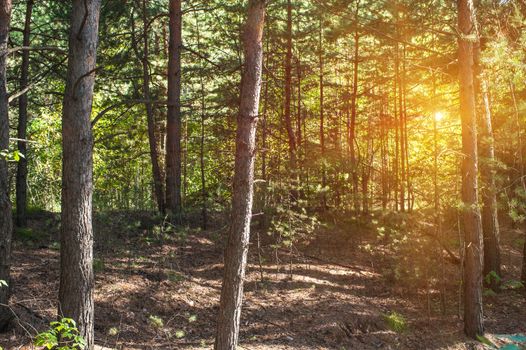 Beautiful scene in the forest with sun rays and shadows
