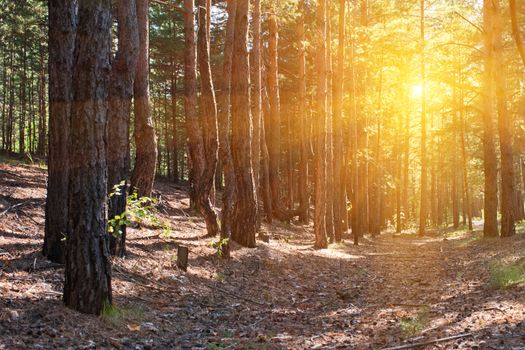 Beautiful scene in the forest with sun rays and shadows