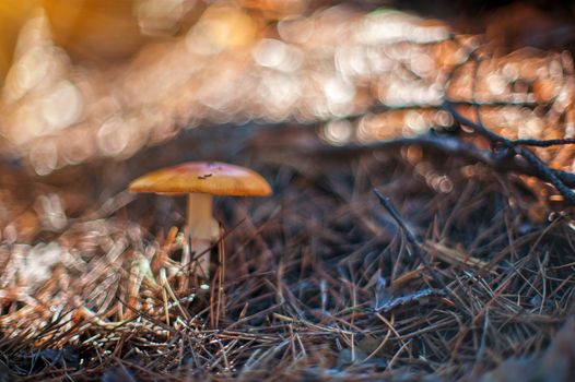 Forest mushroom. Art photo with shallow depth of field and bokeh