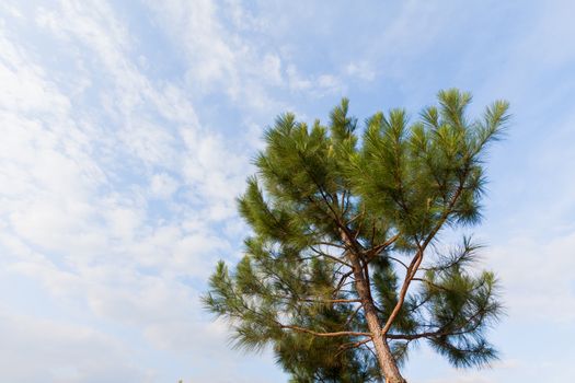 trees in the blue sunny sky