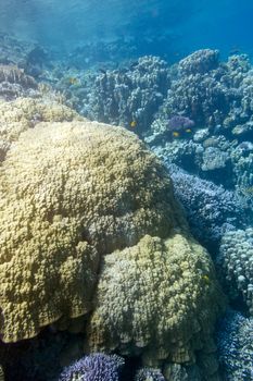 coral reef with great mountain corals at the bottom of tropical sea, underwater