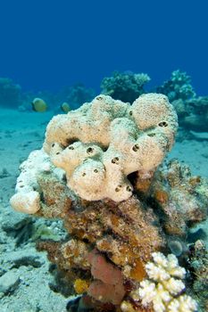 great white sea sponge at the bottom of tropical sea, underwater