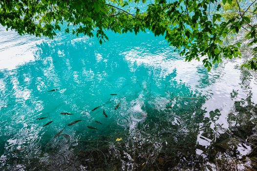 Extremely clear water of Plitvice Lakes, Croatia. Rainy day.