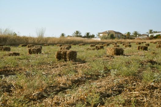 Haystack on the field in Iune . Israel .