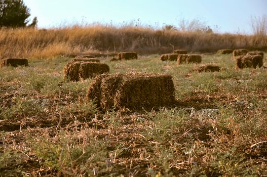 Haystack on the field in Iune . Israel .