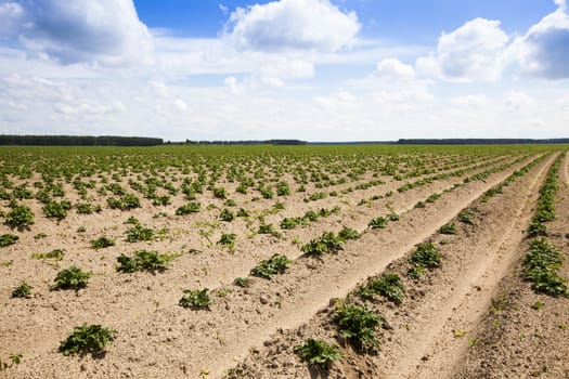   an agricultural field on which grow up potatoes