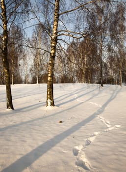  a birchwood in a winter season, on snow traces of the person are visible.