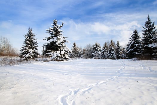  the trees covered with snow in a winter season