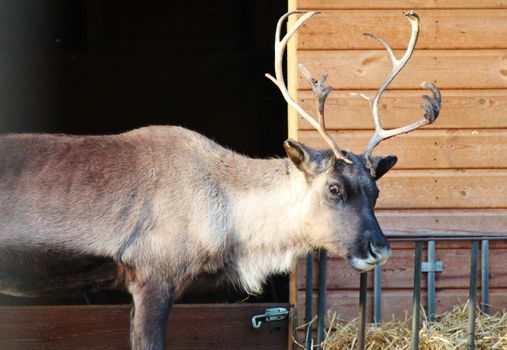 shaggy Male stag Reindeer with antlers with peeling velvet