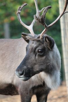 shaggy Male stag Reindeer with antlers with peeling velvet