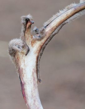 Reindeer with peeling shedding velvet on antlers 