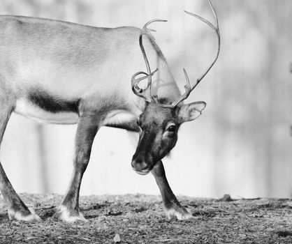 domestic carobu Reindeer with antlers and big brown eyes