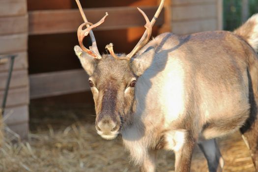 domestic carobu Reindeer with antlers and big brown eyes