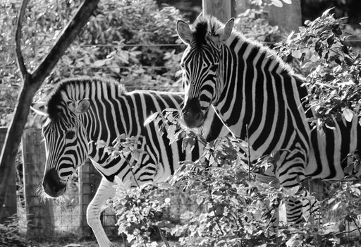 Striped Black and white zebra at zoo 