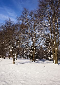   trees covered with snow in a winter season.