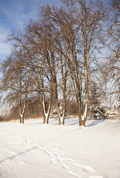 park in the winter -  trees there is a snow after a storm