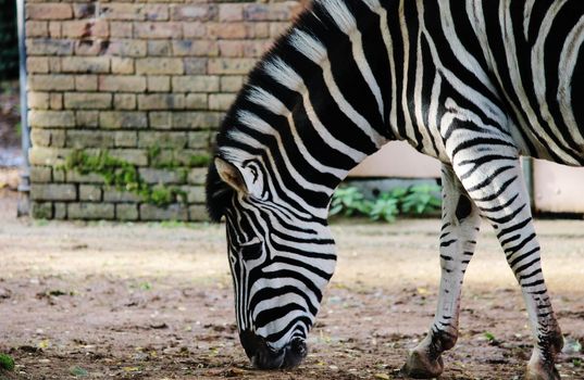 Striped Black and white zebra at zoo 