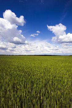 agricultural field on which unripe, green wheat grows