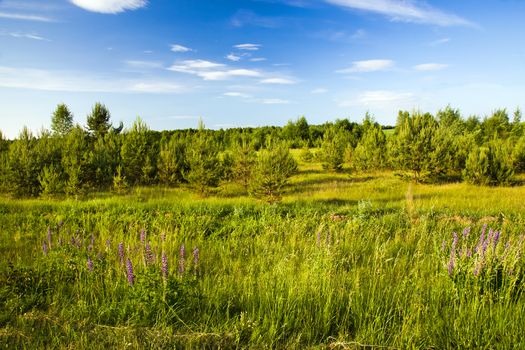 the field and the wood photographed in a spring season
