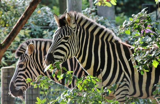 Striped Black and white zebra at zoo 