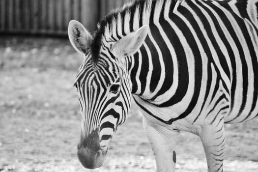 Striped Black and white zebra at zoo 