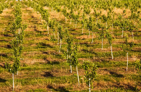   the young trees growing in apple  garden. summertime of year