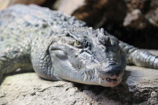 an impressive alligator resting on rock in the sun