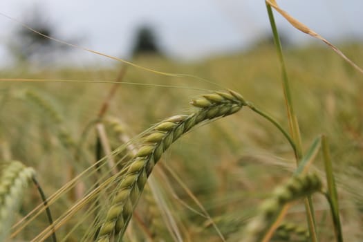 Wheat grain field crop