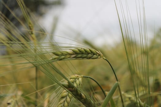 Wheat grain field crop