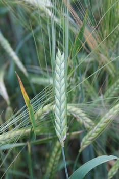 Wheat grain field crop