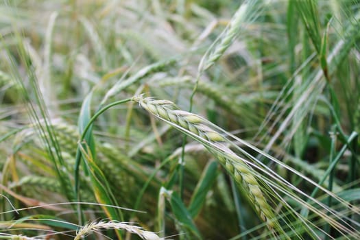 Wheat grain field crop