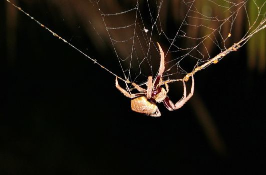 huntsman Australian spider