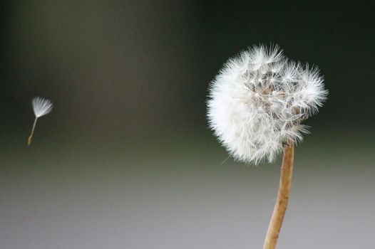 single dandelion seed on breeze







single dandelion seed on breeze