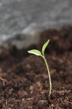 New life seedling growing up from dirt soil