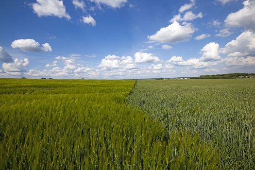 agricultural field on which unripe, green wheat grows