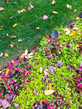 Autumn leaves in a garden with colorful plants and flowers.