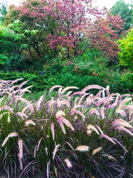 Colorful garden with ornamental grass. Early autumn.