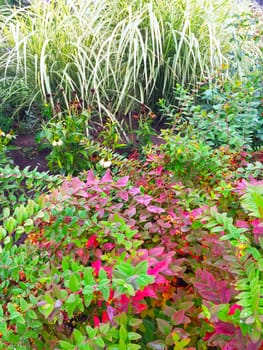 Colorful plants in a garden in early autumn.