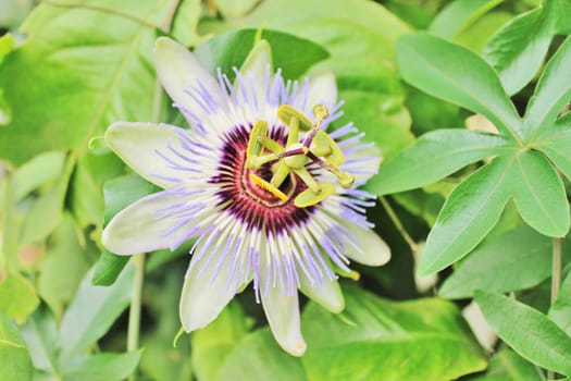 Multi colored Passiflora flower macro  