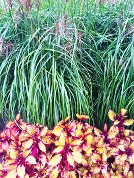 Colorful ornamental plants and grass in a garden.