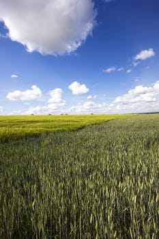  an agricultural field on which grow up various cereals