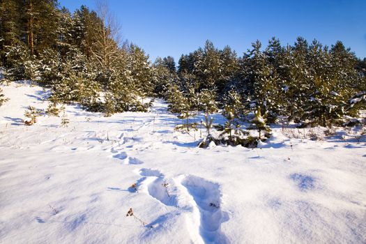 trees growing in the forest in winter
