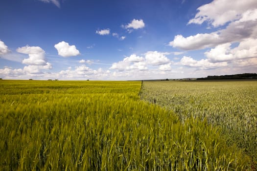 agricultural field where grow green unripe grains