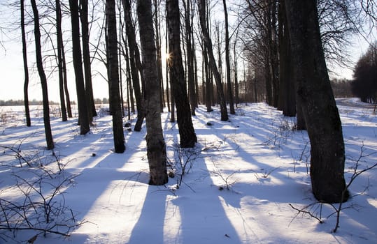   growing trees in a winter season. at a background a sunset