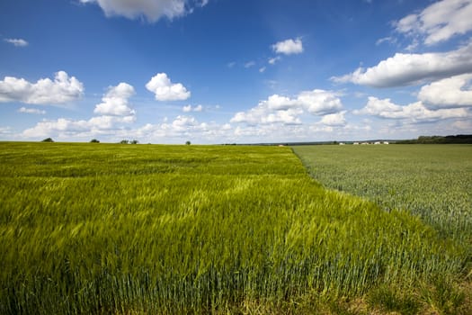 agricultural field where grow green unripe grains