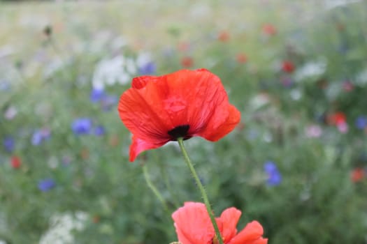 Wild Flowers and Poppies in an English meadow field, with many varieties of wild flower species.