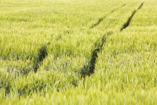 an agricultural field on which still green wheat grows